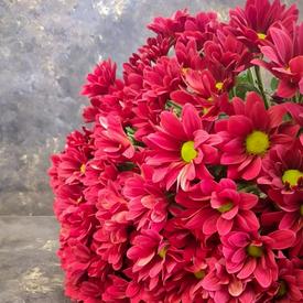 Букет из 15 красных кустовых хризантем
