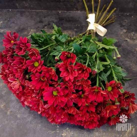 Букет из 15 красных кустовых хризантем