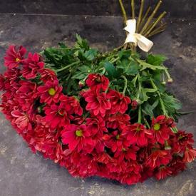 Букет из 15 красных кустовых хризантем