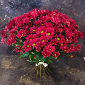Букет из 15 красных кустовых хризантем