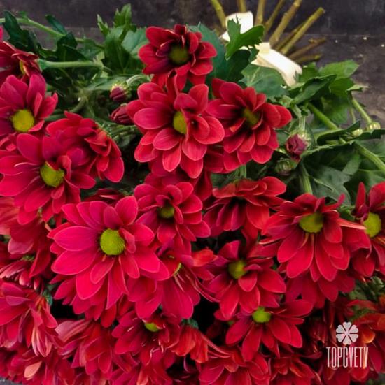 Букет из 15 красных кустовых хризантем