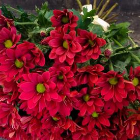 Букет из 15 красных кустовых хризантем