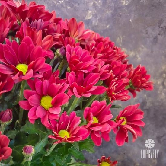 Букет из 15 красных кустовых хризантем