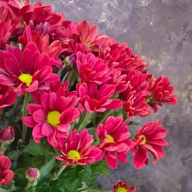 Букет из 15 красных кустовых хризантем