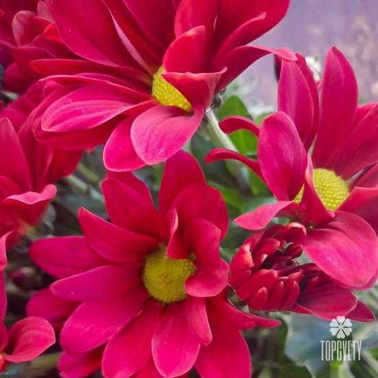 Букет из 15 красных кустовых хризантем