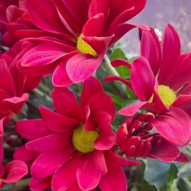 Букет из 15 красных кустовых хризантем