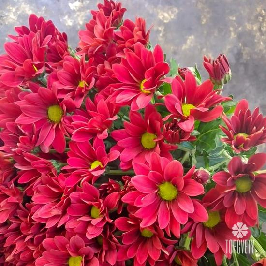 Букет из 15 красных кустовых хризантем