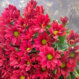 Букет из 15 красных кустовых хризантем