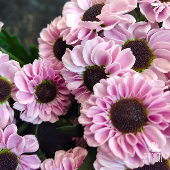 Букет из 21 розовой кустовой хризантемы Сантини №186