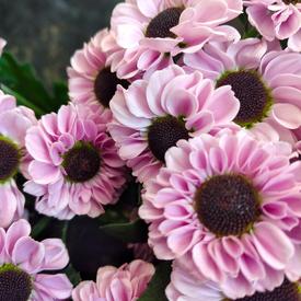 Букет из 21 розовой кустовой хризантемы Сантини №186