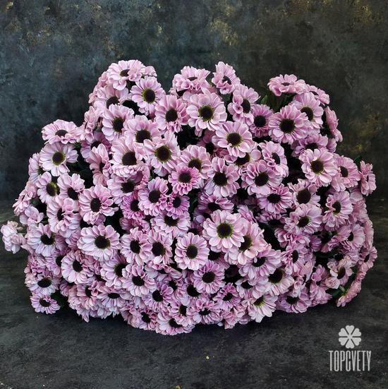 Букет из 21 розовой кустовой хризантемы Сантини №186