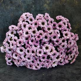 Букет из 21 розовой кустовой хризантемы Сантини №186