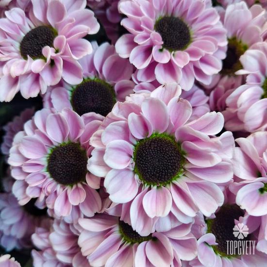 Букет из 21 розовой кустовой хризантемы Сантини №186