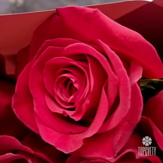 Букет из 25 красных роз Эксплорер 70см