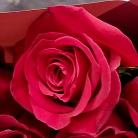 Букет из 25 красных роз Эксплорер 70см