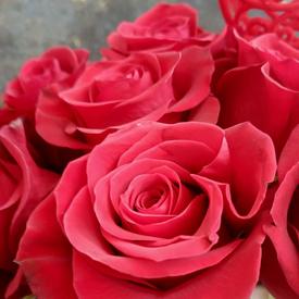 Букет из 25 красных роз Эксплорер 70см