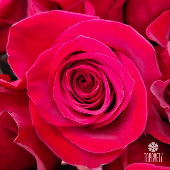 Букет из 75 красных роз