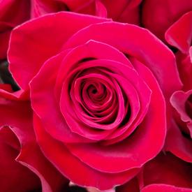 Букет из 75 красных роз