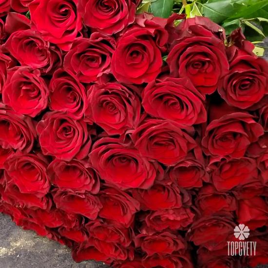 Букет из 75 красных роз
