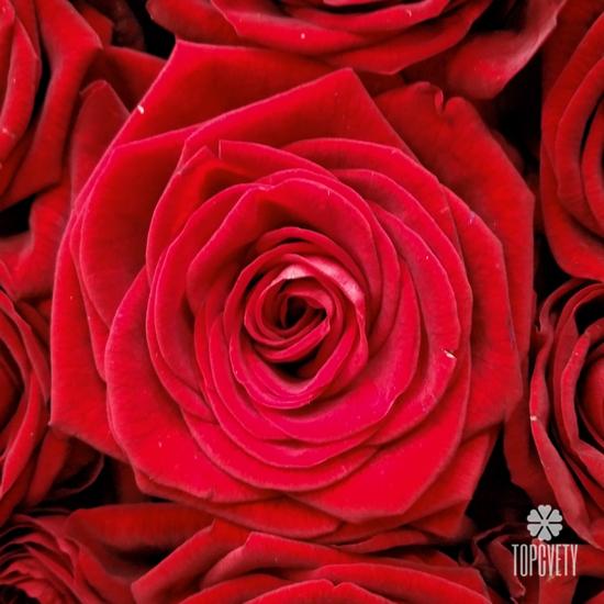 Букет из 101 красной розы Гран При 70см