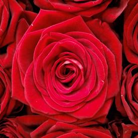 Букет из 101 красной розы Гран При 70см