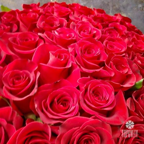 Букет из 75 красных роз Фридом
