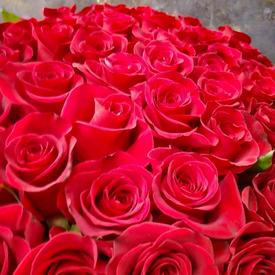 Букет из 75 красных роз Фридом