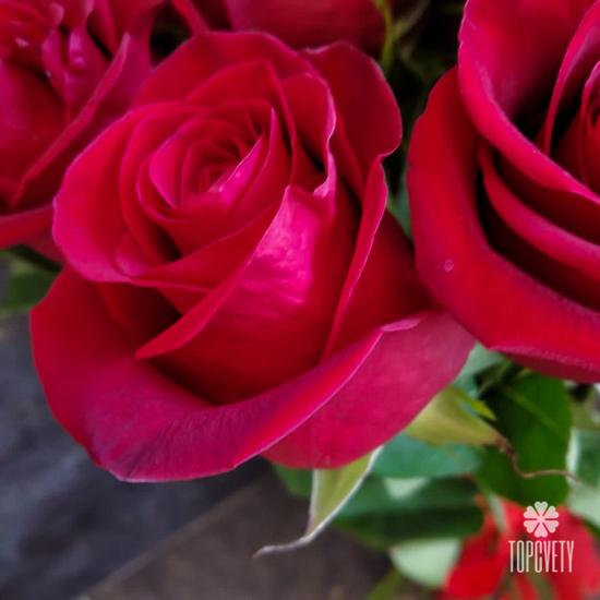 Букет из 25 красных роз Фридом