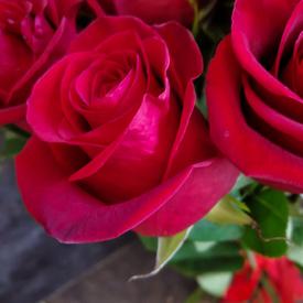 Букет из 25 красных роз Фридом