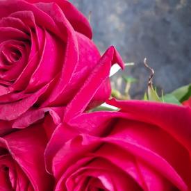 Букет из 25 красных роз Фридом