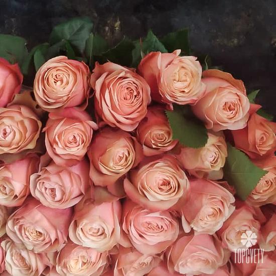 Букет из 51 пионовидной розы Кахала 60см