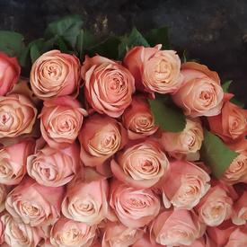 Букет из 51 пионовидной розы Кахала 60см