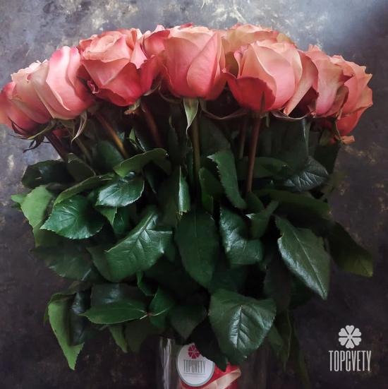 Букет из 51 пионовидной розы Кахала 60см