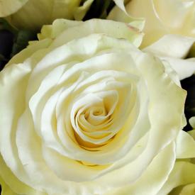 Букет из 75 белых роз Мондиаль 70см