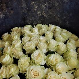 Букет из 75 белых роз Мондиаль 70см