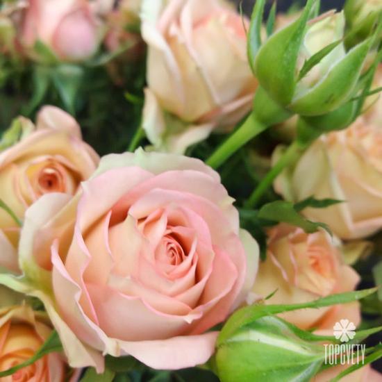 Букет из 21 кремовой кустовой розы 50см