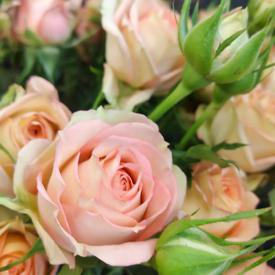 Букет из 21 кремовой кустовой розы 50см