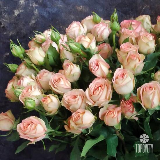 Букет из 21 кремовой кустовой розы 50см