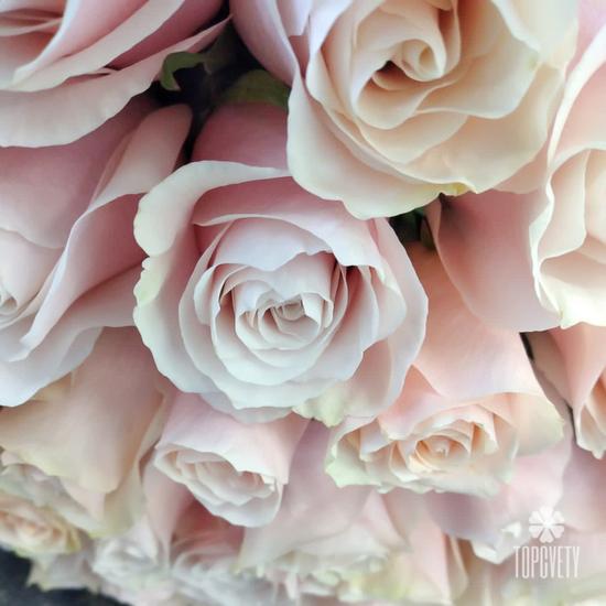 Букет из 35 розовых сортовых роз