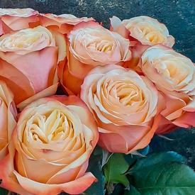 Букет из 11 пионовидных роз Кахала 60см