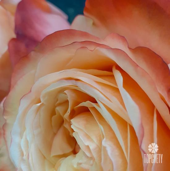 Букет из 11 пионовидных роз Кахала 60см