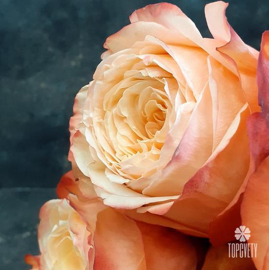 Букет из 11 пионовидных роз Кахала 60см