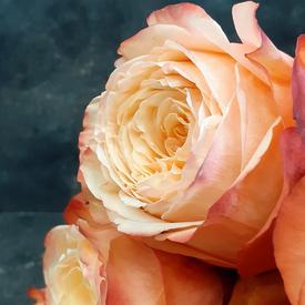 Букет из 11 пионовидных роз Кахала 60см