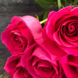 Букет из 11 розовых роз Пинк Флойд 70см