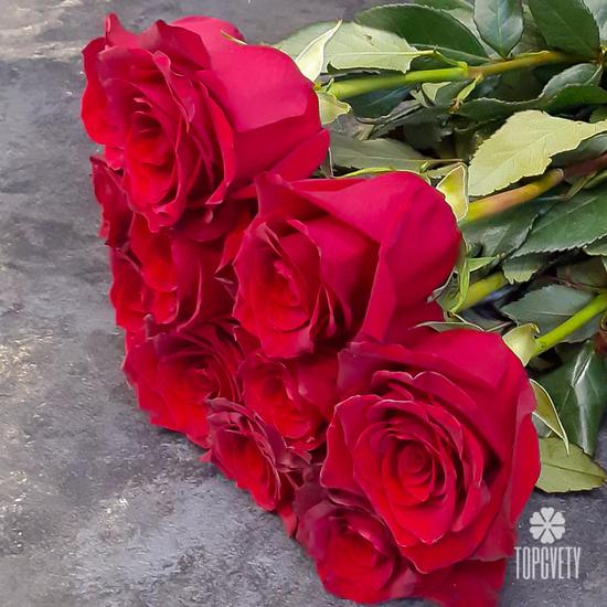 Букет из 11 красных роз Эксплорер 70см