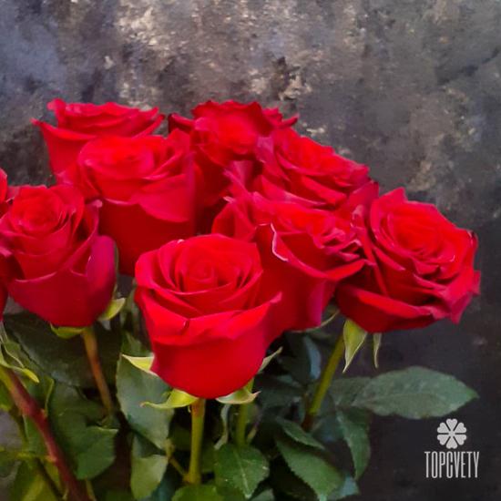 Букет из 11 красных роз Эксплорер 70см