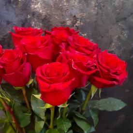 Букет из 11 красных роз Эксплорер 70см