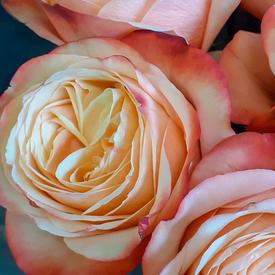 Букет из 13 пионовидных роз Кахала 60см