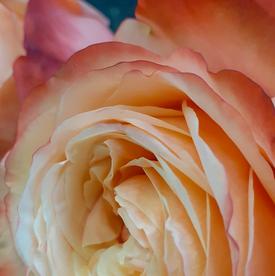 Букет из 13 пионовидных роз Кахала 60см