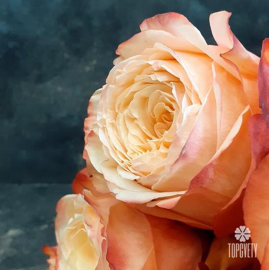 Букет из 13 пионовидных роз Кахала 60см